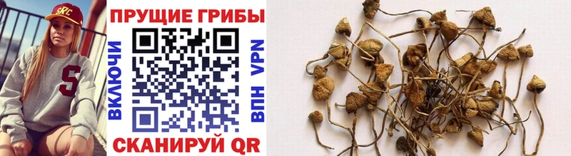 Галлюциногенные грибы Psilocybine cubensis Плавск